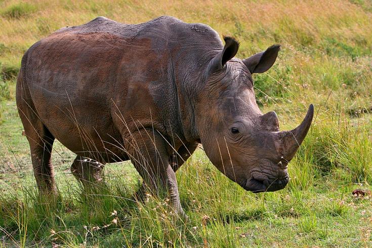 Cенсоры-имплантаты защитят носорогов от браконьеров