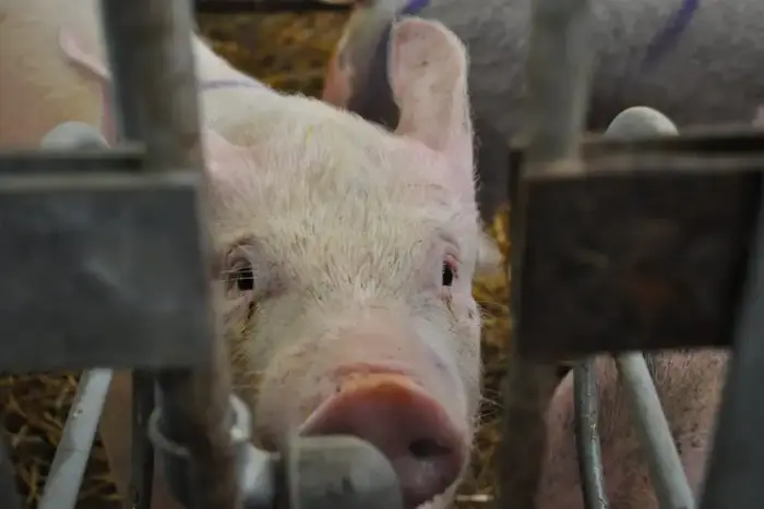 В Великобритании работают над технологией распознавания «лиц» у свиней 