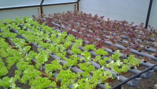 Выращиванием салата в Японии займутся роботы