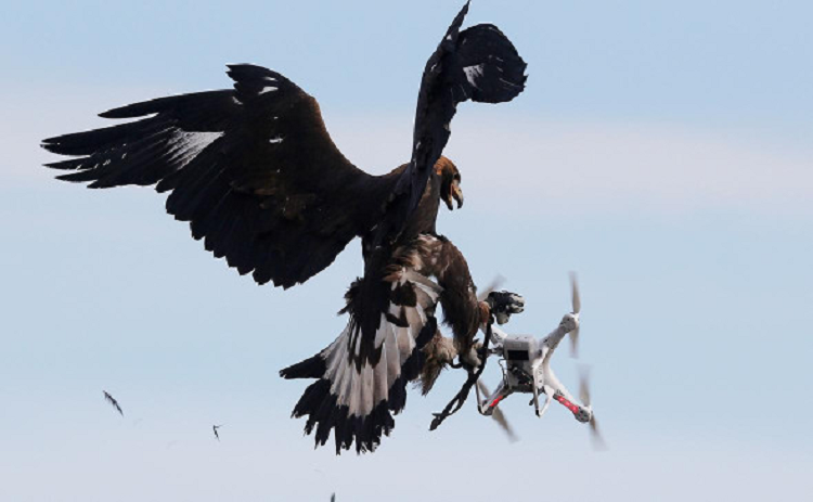 Женевские власти передумали использовать орлов для перехвата дронов