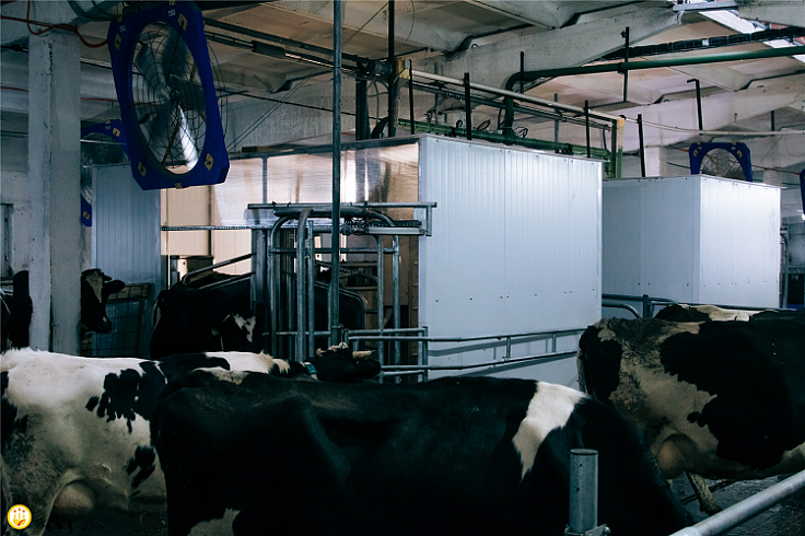 В Чувашии открыта первая роботизированная молочная ферма