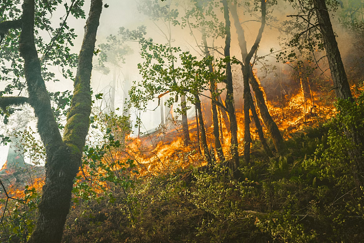 Севастопольские студенты разработали систему мониторинга для прогноза лесных пожаров