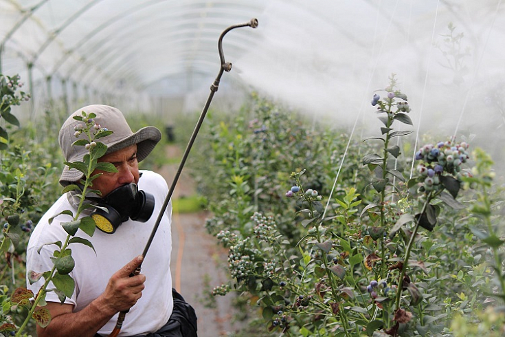 В России создадут информационную систему прослеживаемости пестицидов и агрохимикатов