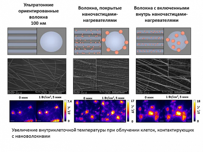 Российские биофизики создали умный материал, ускоряющий регенерацию нейронов через контролируемый нагрев