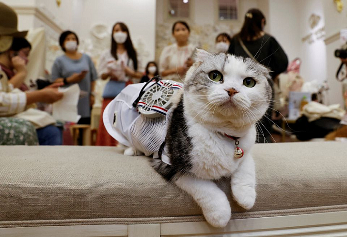 Японских кошек и собак спасает от жары смарт-одежда со встроенными вентиляторами