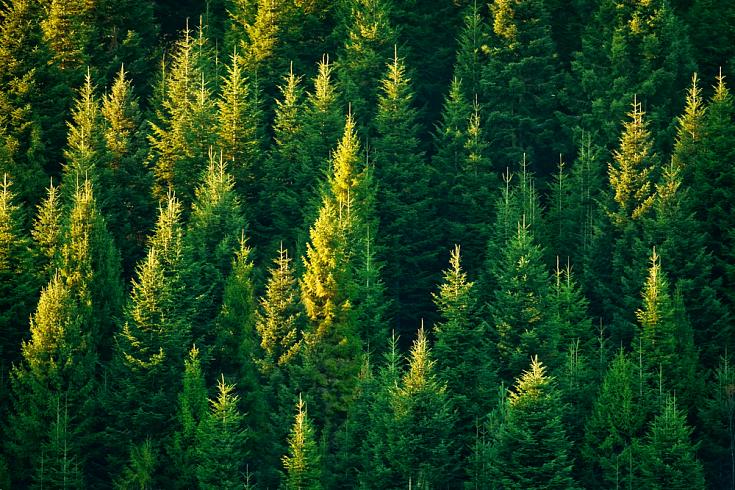 Блокчейн поможет сохранить новгородские леса