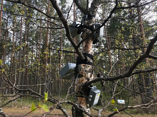 В Петрозаводске внедряют инновационные IoT-устройства мониторинга состояния деревьев