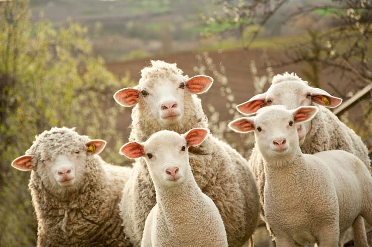 IoT-решение SPILaMM позволит вовремя заметить хромоту у овец