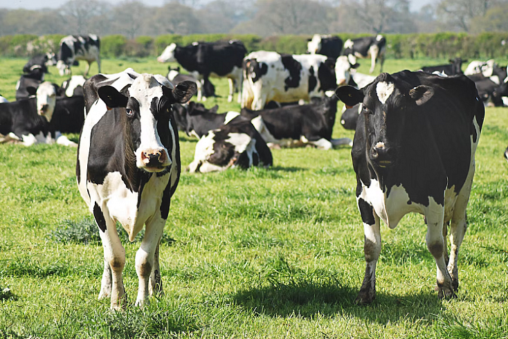 Китайские ученые хотят чипировать коров для создания умного ранчо